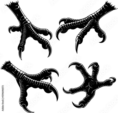 Detailed illustration of four black bird talons against a white background