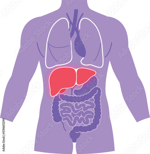 Human anatomy liver lungs digestive system