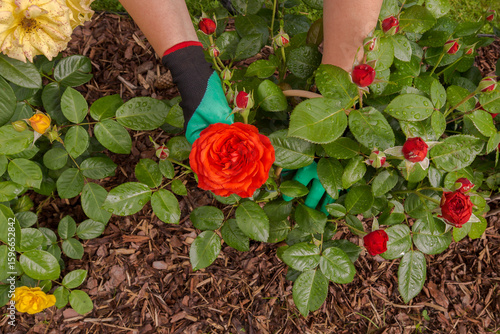 A person in green gardening gloves cares for a bush of bright red roses growing in a flowerbed. The flowerbed is surrounded by a border and mulched with shredded bark or wood chips.
