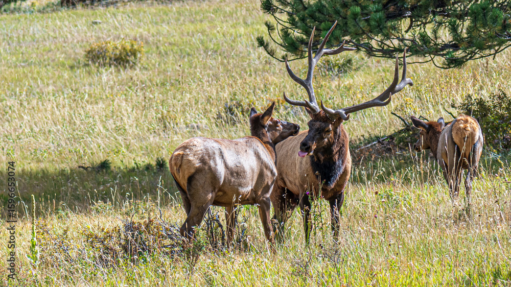 Naklejka premium Tierwelt und Herbstfarben im Rocky Mountain Nationalpark