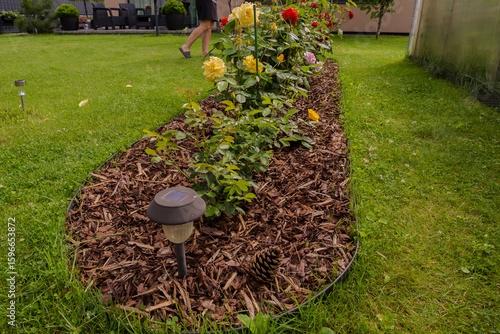 Billede på lærred A long, elongated flowerbed with blooming roses of different colors (yellow, red, pink), located on a green lawn