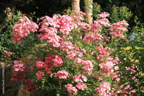 Rosen in magenta und rot