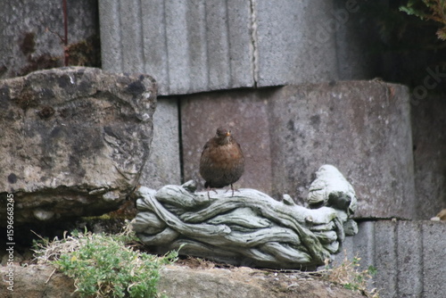 Amsel an Wasserschale im Garten