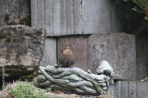 Braune Amsel an Wasserschale
