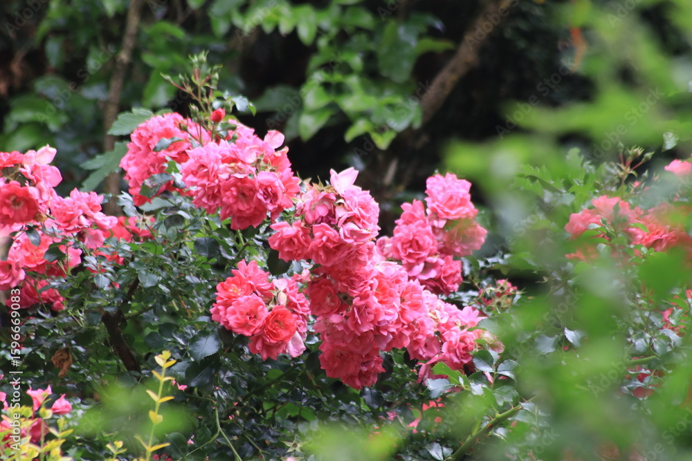 Obraz premium Rosen in magenta und rot