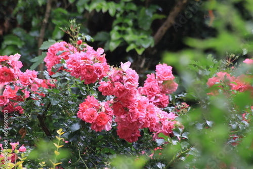 Rosen in magenta und rot