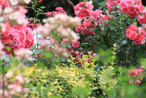Rosen in magenta und rot