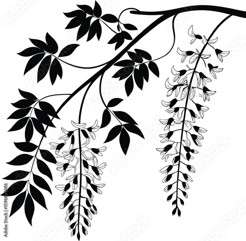 Elegant wisteria flower silhouette for floral designs
