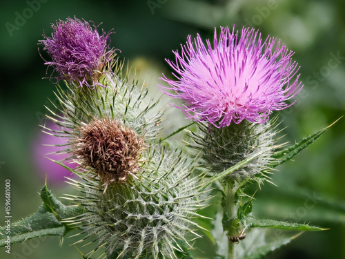 Papier peint Vibrant wild purple thistle flowers bloom amid green foliage.