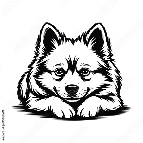 Silhouette of American Eskimo Dog lying down with head resting on paws, calm black and white vector illustration