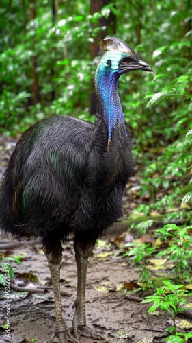 Majestic Cassowary Strolling Through Lush Rainforest Undergrowth, Displaying Vibrant Blue Neck