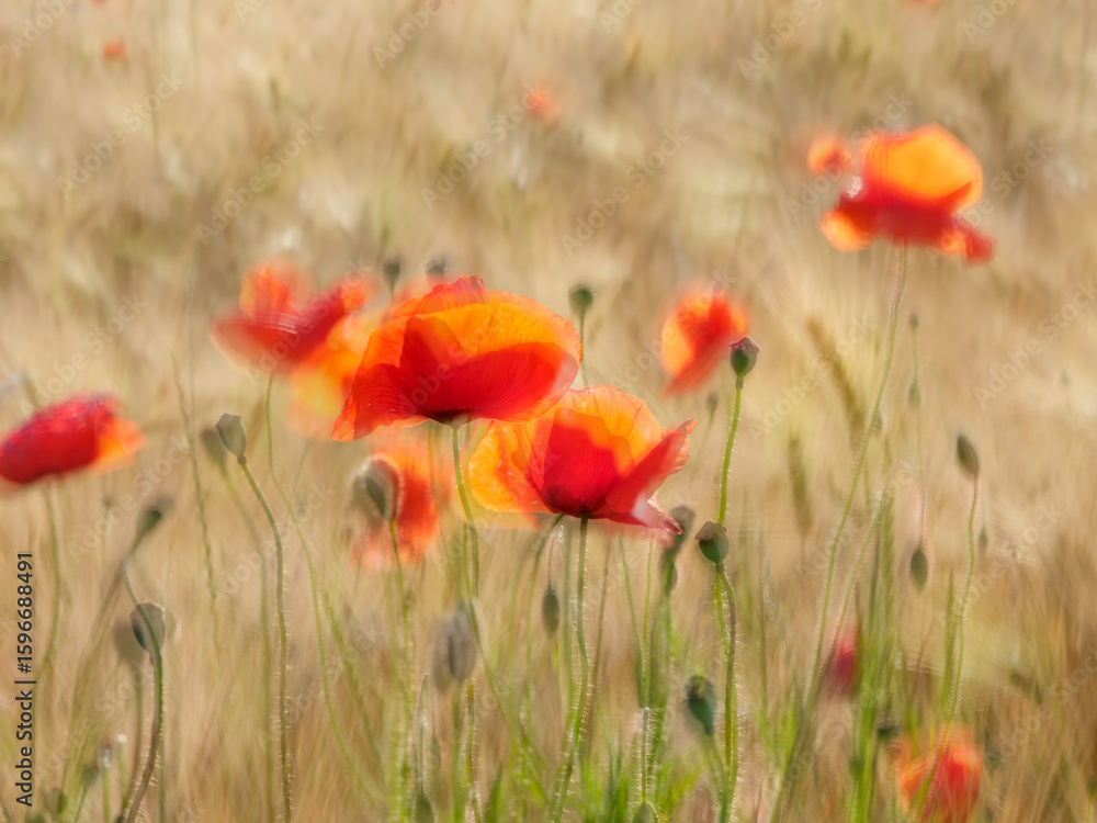 Naklejka premium Barley Field full of Red Poppies, selective focus, multiple exposure