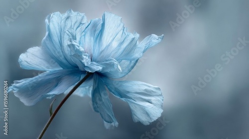 blue iris flower
