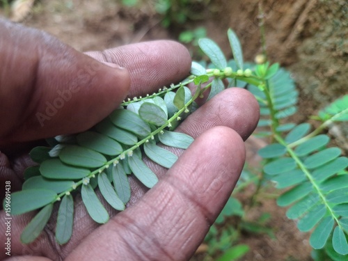 Phyllanthus niruri, known as Keezhanelli, is a powerful medicinal herb used in Ayurveda for liver health and kidney support