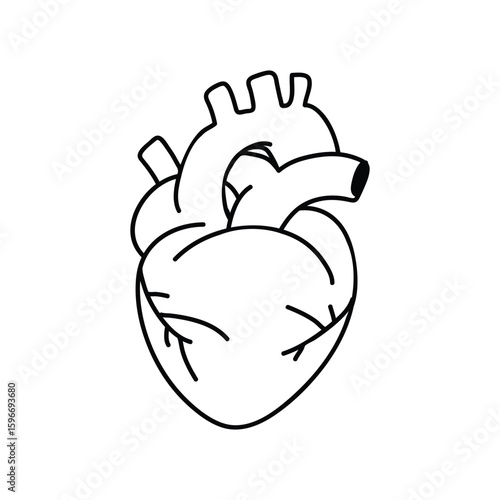  Anatomical heart icon, Anatomical Heart Icon Illustration on white vector background 