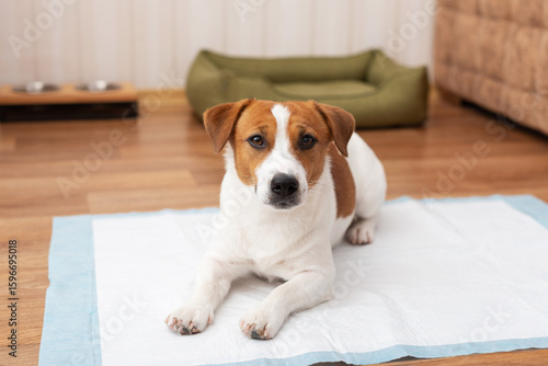 Canvastavla Adorable Jack Russell Terrier dog lies on a hygienic daily diaper for pets at ho