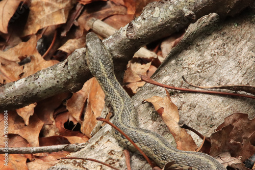 Garter Snake