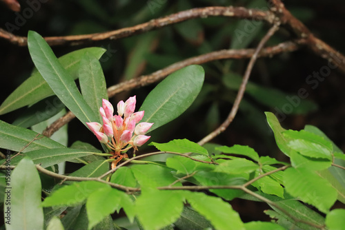 Pink and White Blooms