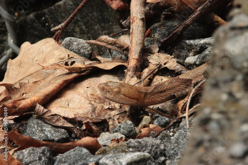 Profile of a Copper Head