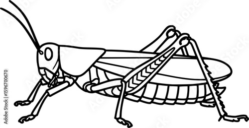 Grasshopper outline icon vector
