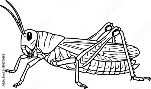 Grasshopper outline icon vector
