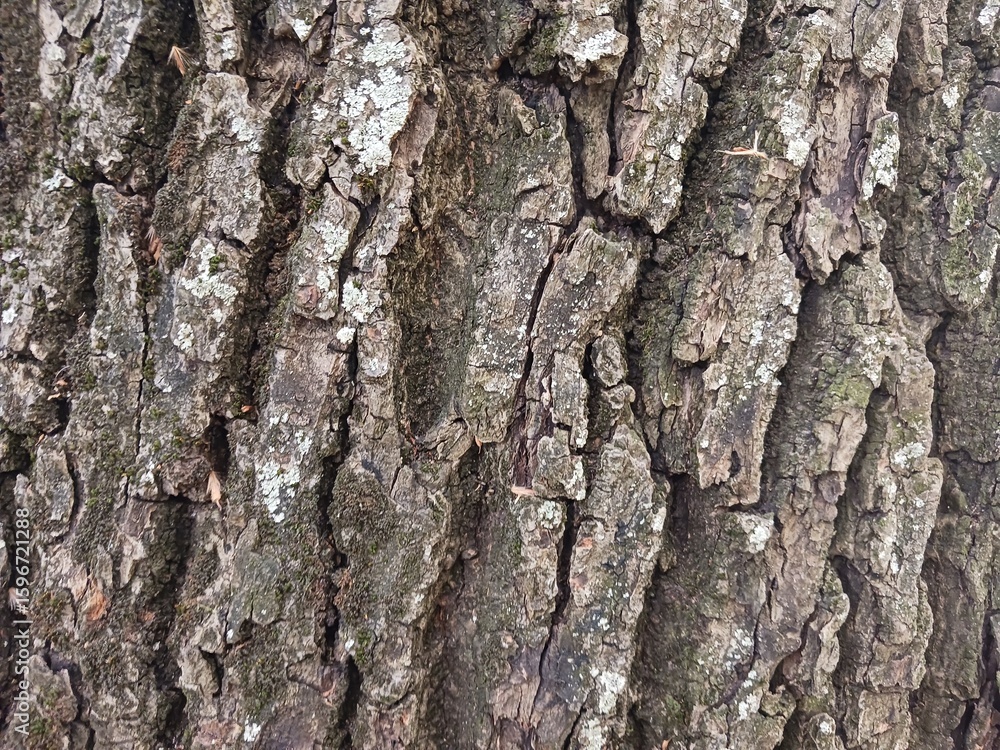 Dark bark, with deep grooves and cracks. Dark bark, with deep grooves and cracks.