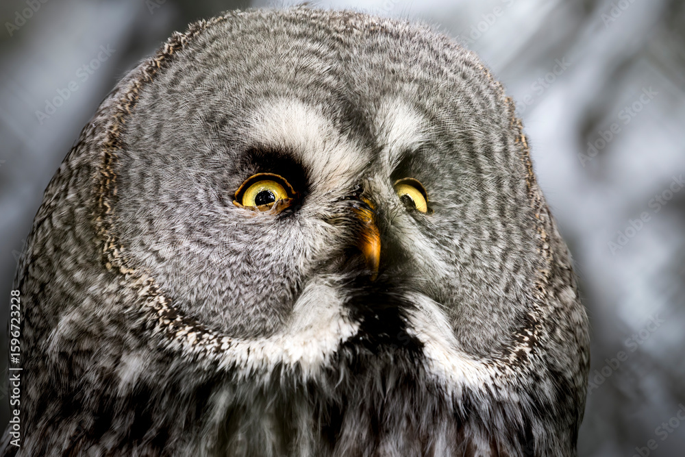 Obraz premium A close-up of a majestic Great Grey Owl with striking yellow eyes and beautifully patterned feathers. This photo captures the essence of nature’s mystery and strength in fine detail.