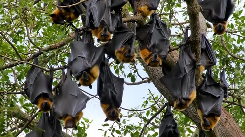 Flying Foxes: A Colony of Bats Resting in a Tree