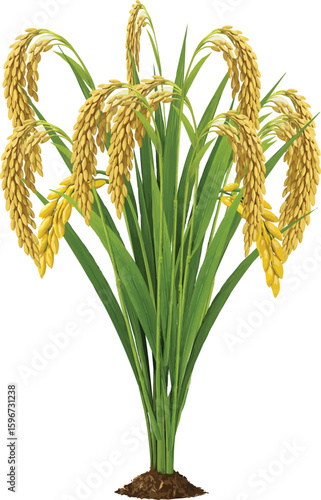 paddy plant realistic