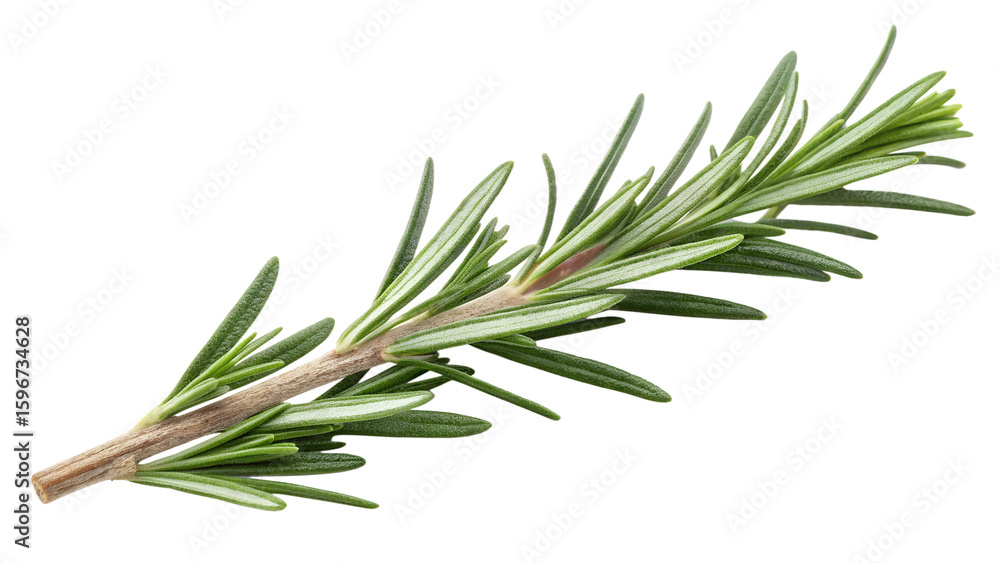 Fresh Rosemary Sprig - Single Herb Branch with Green Needles Fresh Rosemary Sprig - Single Herb Branch with Green Needles