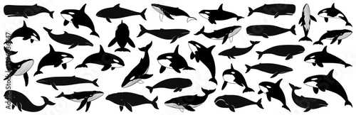 Whale silhouettes collection including killer whales, sperm whales, humpback whales, dolphins and various swimming positions
