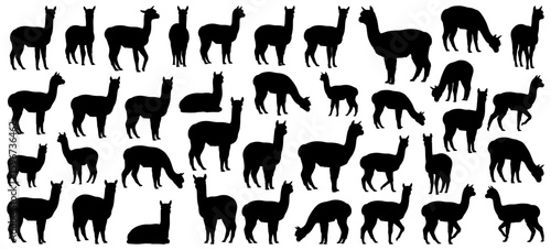 Alpaca silhouettes collection including standing, walking, eating and lying alpacas in different angles and positions