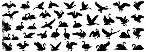 Swan silhouette collection in different dynamic and peaceful poses, such as flying, swimming, and resting. Great for romantic themes, wedding designs