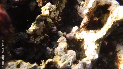 acropora coral reef in red sea egypt