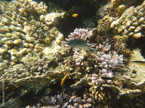 Amblyglyphidodon leucogaster also known as the yellowbelly damselfish is a species of marine fish in the family Pomacentridae, the damselfishes and clownfishes. It's widespread throughout the tropical