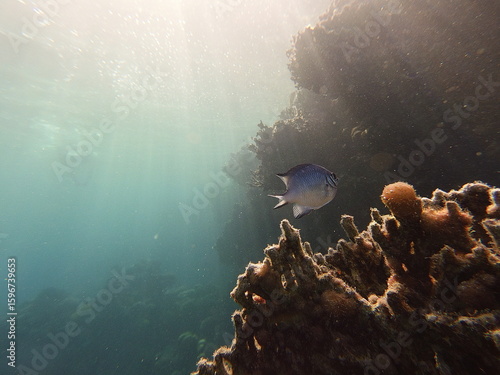 Amblyglyphidodon leucogaster also known as the yellowbelly damselfish is a species of marine fish in the family Pomacentridae, the damselfishes and clownfishes. It's widespread throughout the tropical
