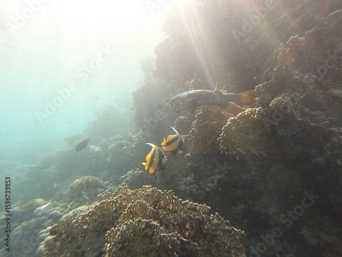 Diodon hystrix, commonly known as the spot-fin porcupinefish or long-spine porcupinefish, is a large marine fish in the family Diodontidae. It is found in tropical and subtropical waters worldwide, in