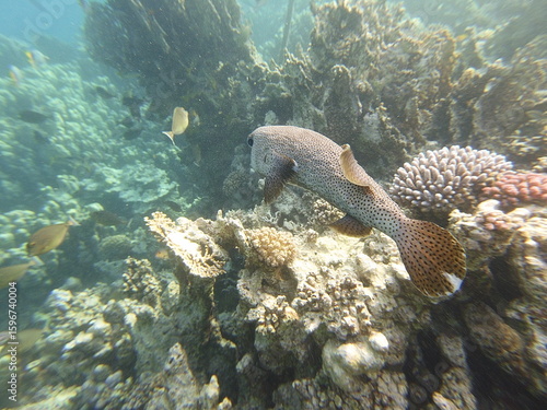 Diodon hystrix, commonly known as the spot-fin porcupinefish or long-spine porcupinefish, is a large marine fish in the family Diodontidae. It is found in tropical and subtropical waters worldwide, in