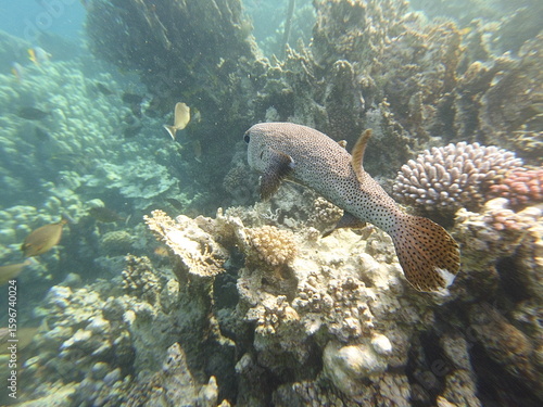 Diodon hystrix, commonly known as the spot-fin porcupinefish or long-spine porcupinefish, is a large marine fish in the family Diodontidae. It is found in tropical and subtropical waters worldwide, in