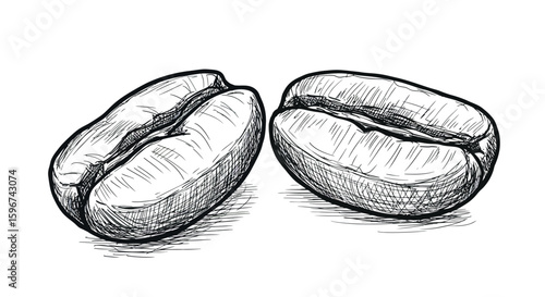 Vintage hand drawn coffee beans sketch on white background