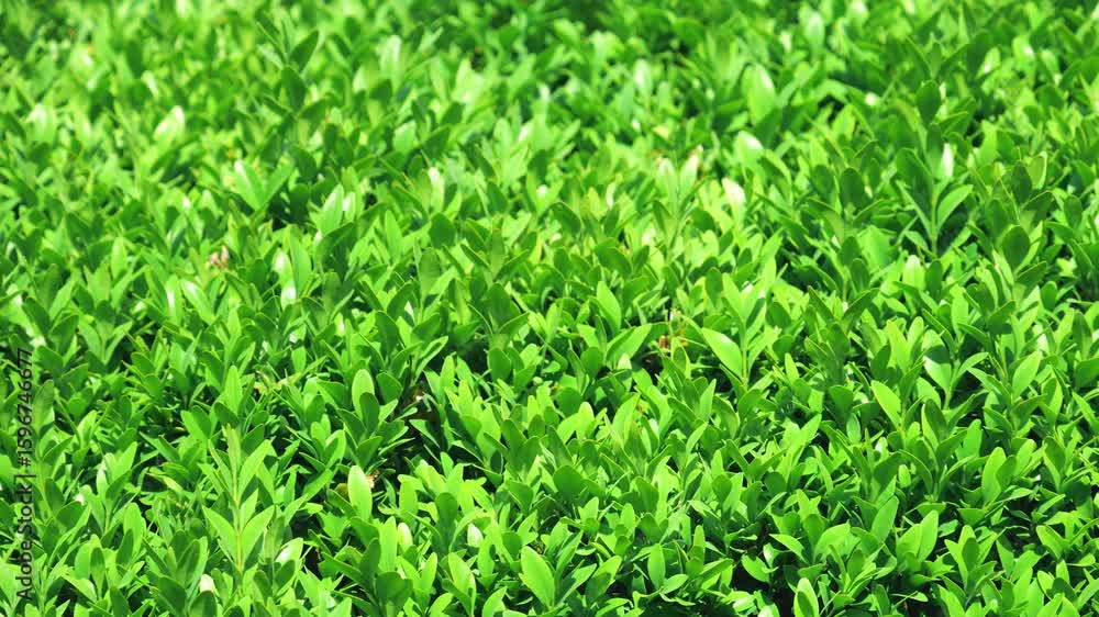 A plant background of green boxwood leaves in the garden. A plant background of green boxwood leaves in the garden.