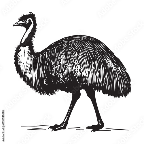 Vector illustration of an emu standing with black and white engraved style