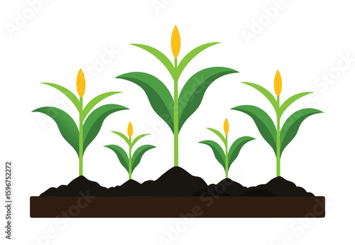 Corn seedlings thriving in nutrient rich black soil vector elements for agriculture art