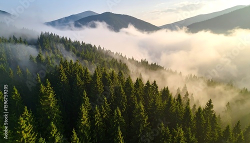 Misty mountain forest vista