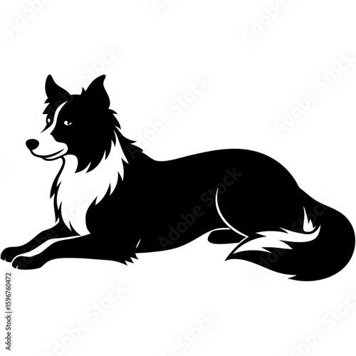 black and white horse