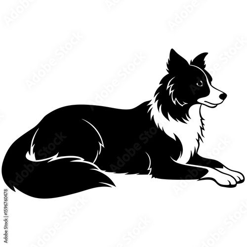 black and white cat