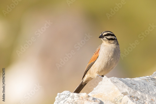 Cape Bunting (Emberiza capensis) perched on rockin fynbos habitat, Rooi Els, Rooiels, Rooi-els Western Cape, South Africa, birding hotspot