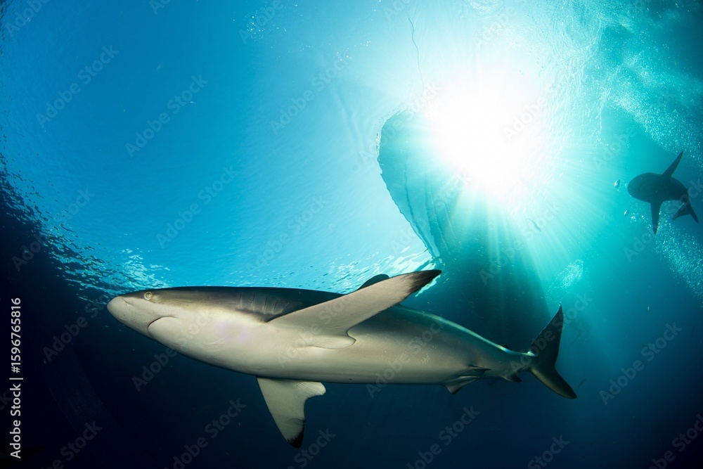 Fototapeta premium Silky shark in the blue sea with a boat in the back ground