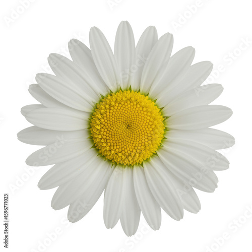 A single, ultra-realistic daisy flower with transparent, symmetrical petals and a vibrant yellow, textured center, isolated on a seamless transparent background with diffused studio lighting and no