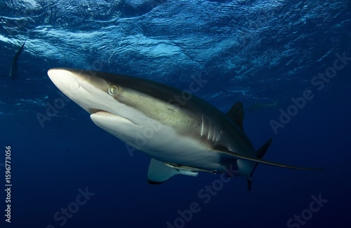 Silky shark passing in front of the camera